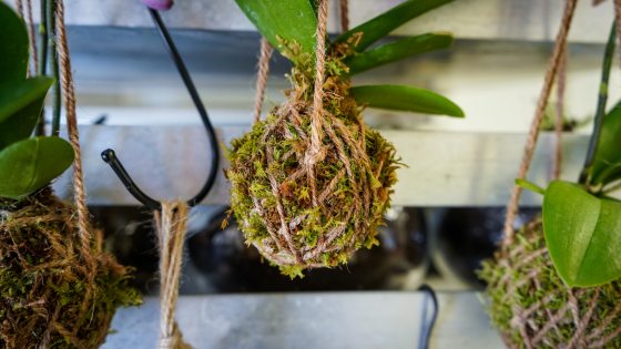 A small hanging kokedama plant.